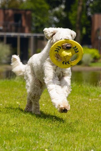 Produktbild Beeztees Fetch Hunde Frisbee Tof (Wurfspielzeug Hund)