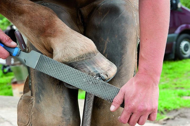 Immagine prodotto Pferd Pialla per zoccoli a testa piatta 350 mm Piallatura e lavorazione degli zoccoli (350 mm)