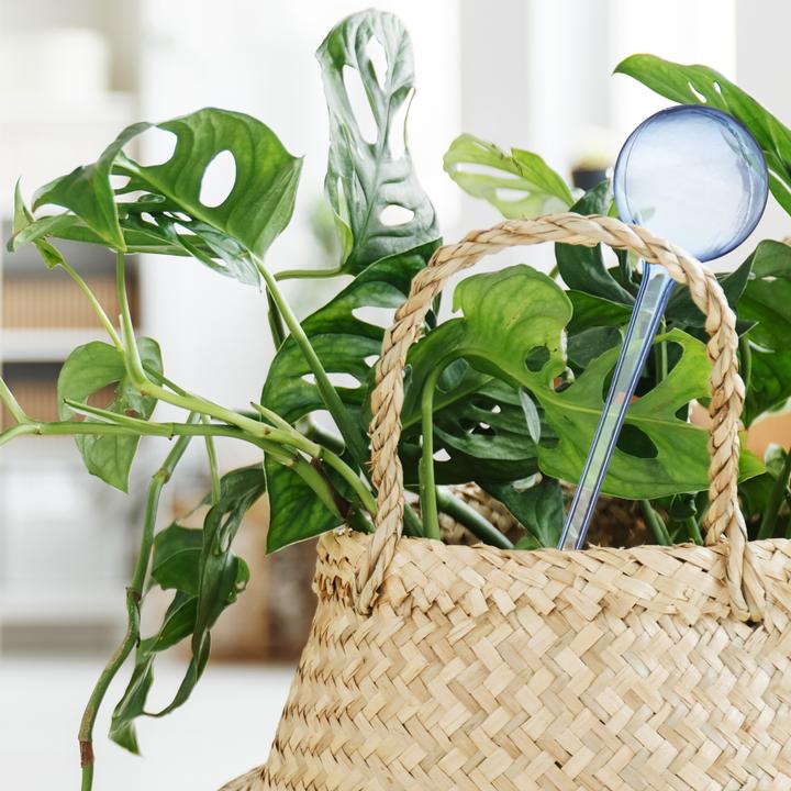 Actual product image Relaxdays Watering Globes, Set of 4 (Irrigation balls)