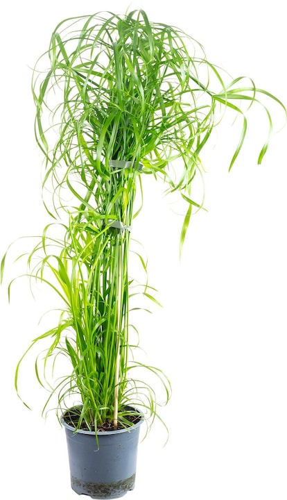 Produktbild Flowerbox Zyperngras - Cyperus alternifolius (Tierfreundlich)
