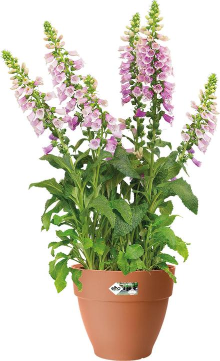 Produktbild Elho Blumentopf (19.50 cm)
