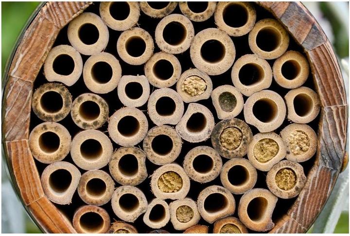Actual product image Wildlife World Wild bee hotel Beehive 13 x 13 x 18 cm (Wild bees)