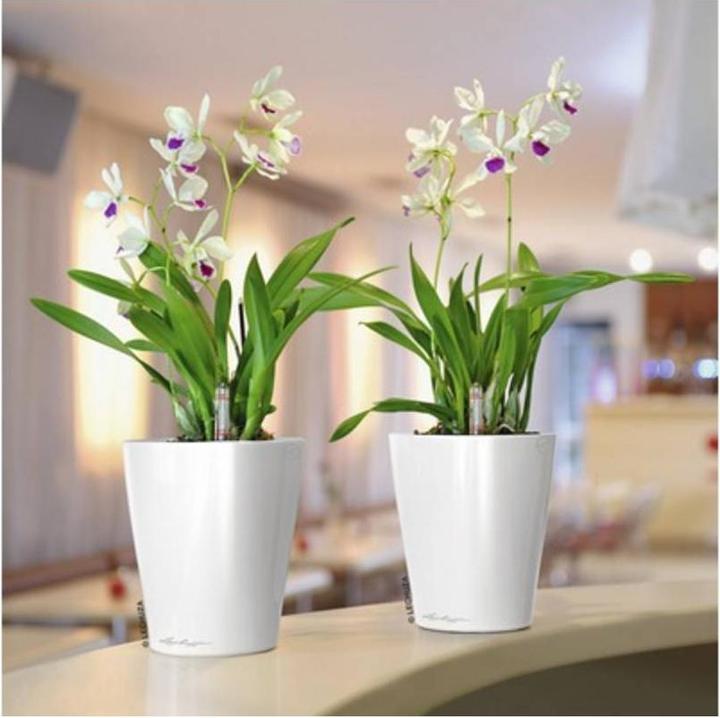Actual product image Lechuza Mini Deltini (10 cm)
