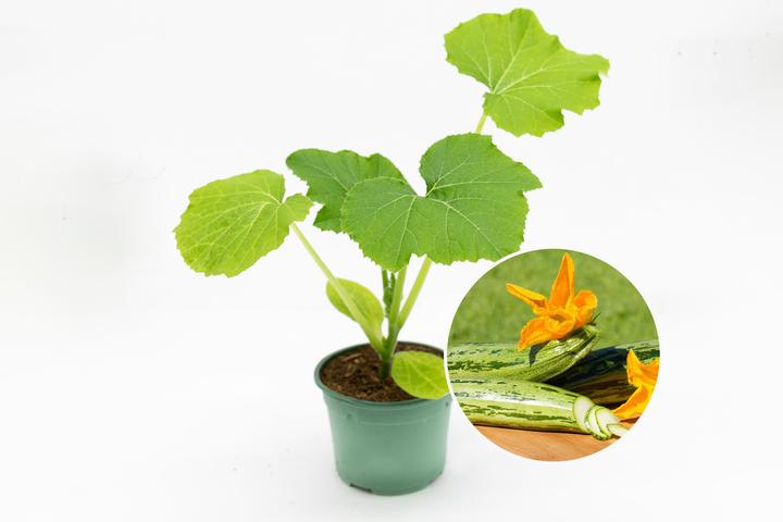 Actual product image Zollinger Bio Seedling, courgette, striped courgette from Genoa (100 cm)