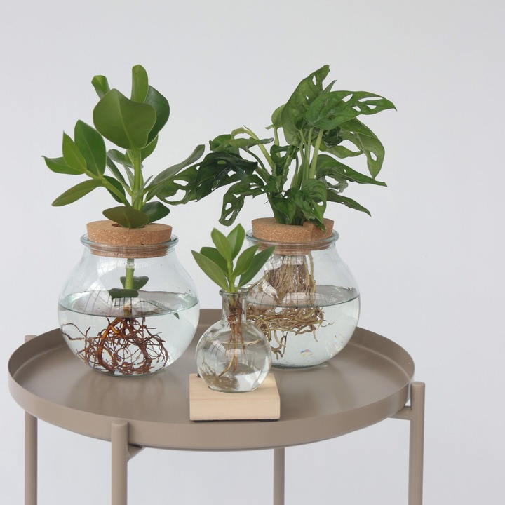 Actual product image Plant in a Box Clusia rosea Princess - In glass (35 cm)