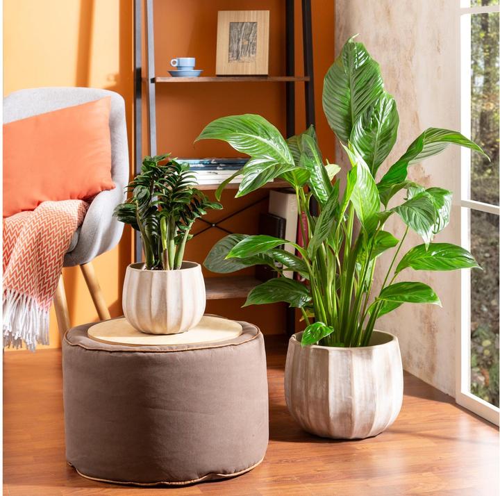 Produktbild Scheurich Runa (25.50 x 20 cm)