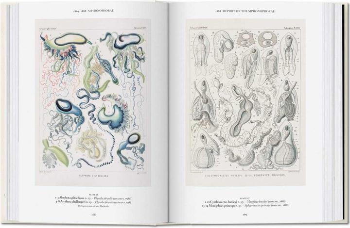 Immagine prodotto Ernst Haeckel. 40th Anniversary Edition (Tedesco, Rainer Willmann, 2020)