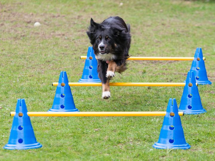 Petcenter Cavaletti set deep - set of 5