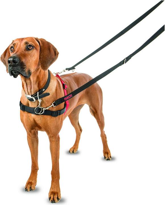 Produktbild Company of Animals Halti Antizug L Front Control (L, Hund, Spazieren)
