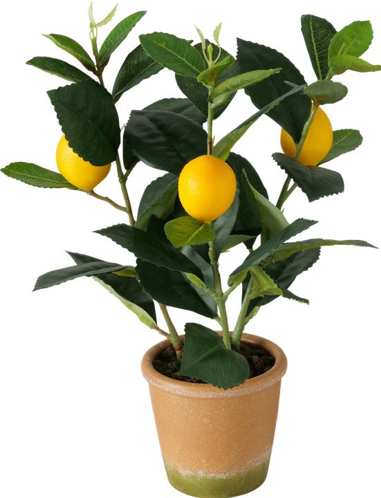 Boltze Home Pot Plant Lemon 32cm indoor (32 cm)