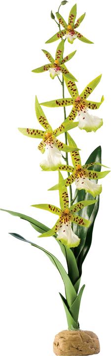 Produktbild Exo Terra Spider Orchid