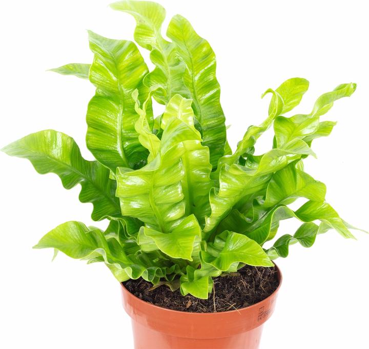 Produktbild Flowerbox Nestfarn - Asplenium nidus 'Crispy Wave' (25 cm)