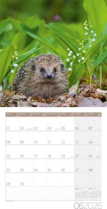 Produktbild Igel Kalender 2026 - 30x30