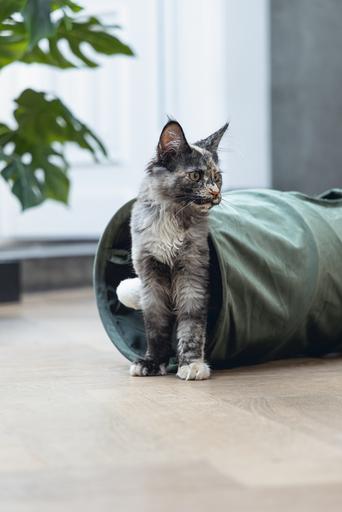 Actual product image Designed by Lotte Cat tunnel Cylla (Cat tunnel)