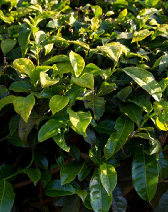 Immagine prodotto Tropica Echter Teestrauch Camelia sinensis var. sinensis