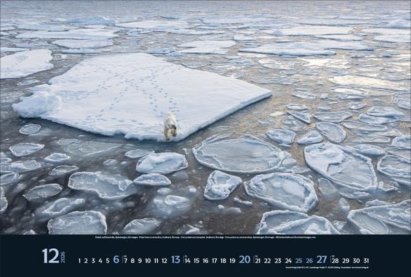 Produktbild Wilde Tiere - weite Landschaft 2026