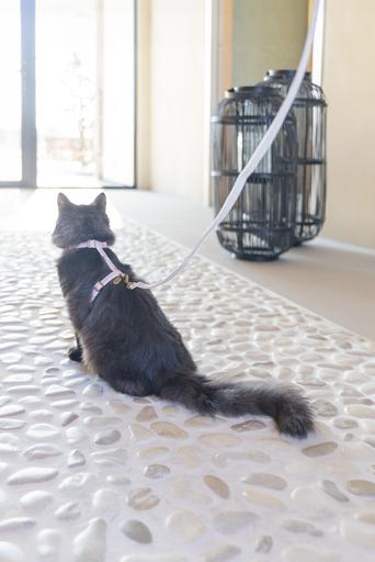 Produktbild Designed by Lotte Katzengeschirr Virante (L, Katze, Spazieren)