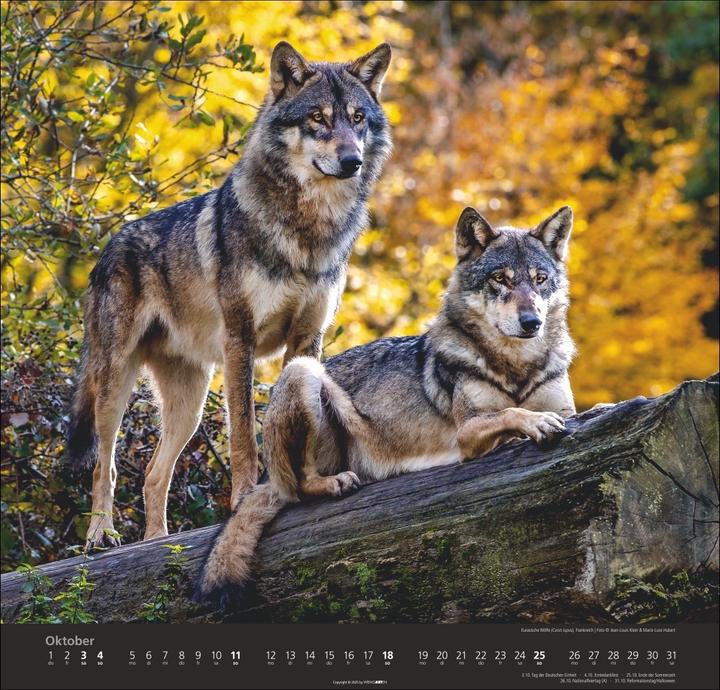 Produktbild Wölfe Kalender 2026 (48 x 46 cm)