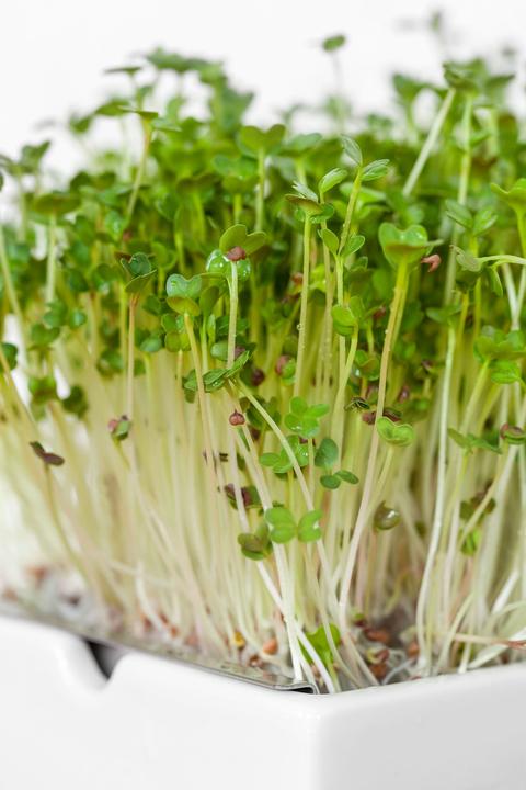 Produktbild Heimgart Radieschen (Keimlinge)