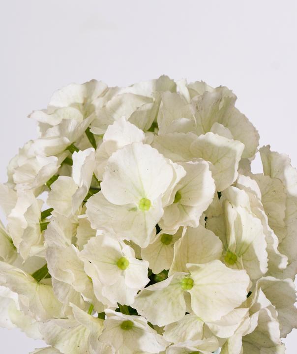 Immagine prodotto House Doctor HDHydrangea (50 cm)