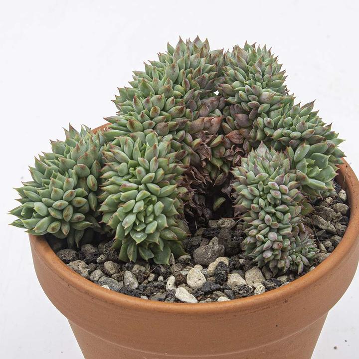 Produktbild Kakteen Gautschi Sukkulenten-Set 5 (15 cm)