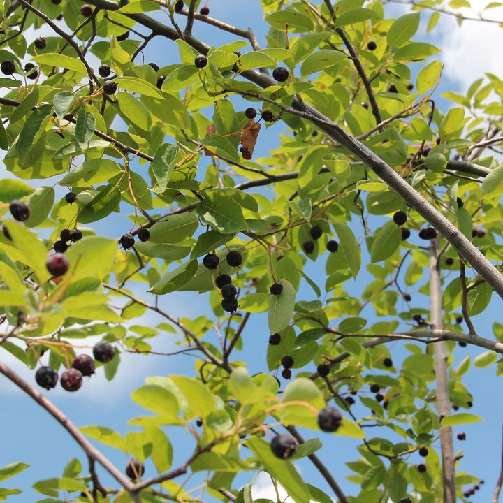 Produktbild Zulauf Kupfer-Felsenbirne / Amelanchier lamarckii (100 cm)