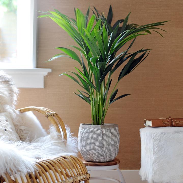 Actual product image Plant in a Box Howea forsteriana - Kentia Palme (90 cm)