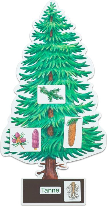 Actual product image Betzold Determine trees made easy (German, 6 - 10 years)