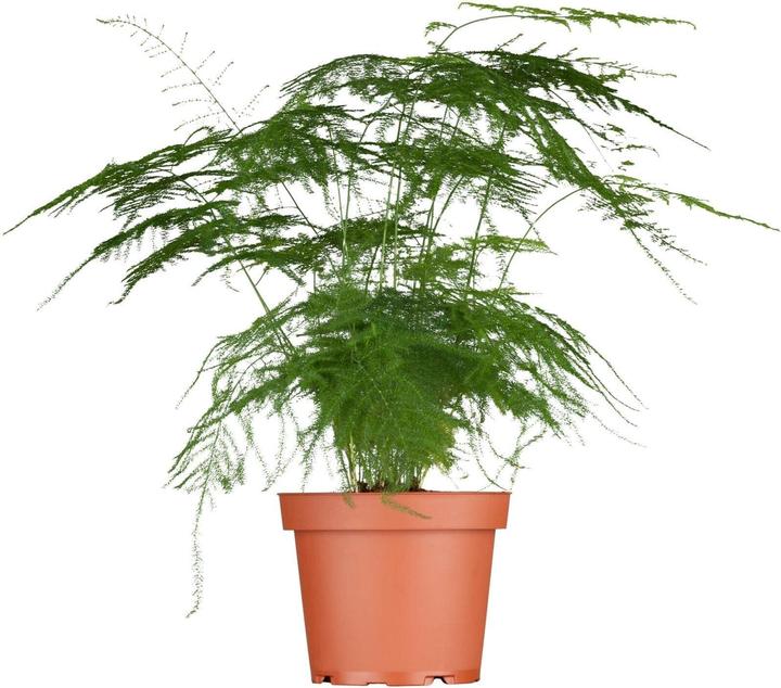 Plantlovers Asparagus Setaceus Bush (Zierspargel) (35 cm, Frisch umgetopft)