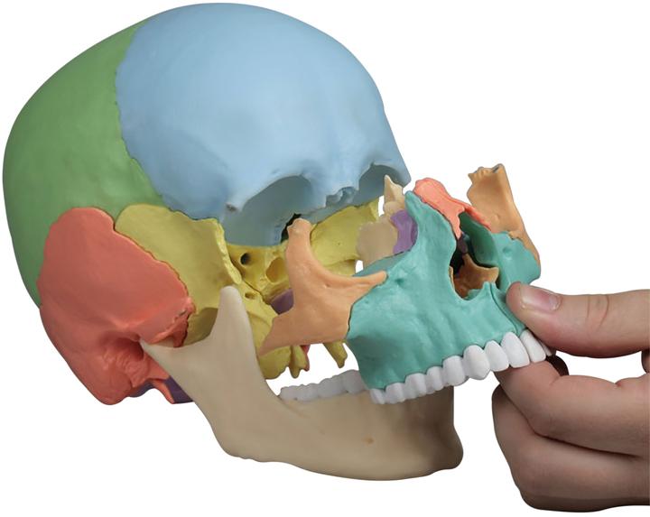 Actual product image Erler Zimmer Osteopathy skull model, 22 pieces