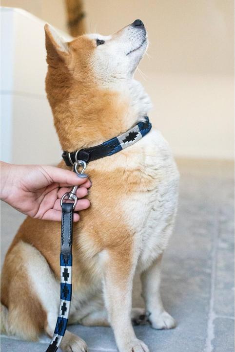 Image du produit HFI Master Polo (S, Chien)