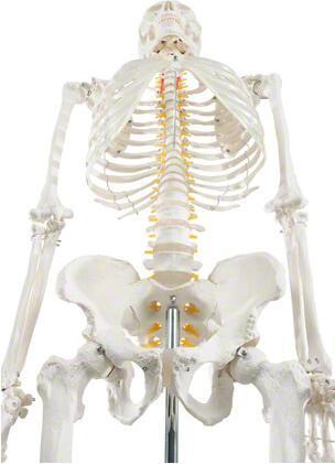 Image du produit Togu Squelette d'écolier 178 cm