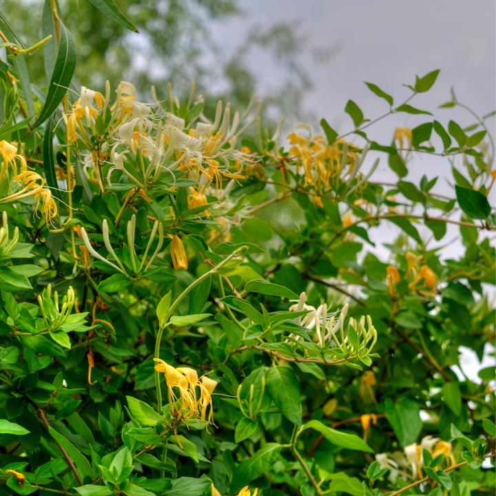 Plant in a Box Lonicera kamtchatica - Set of 3 Kamchatka honeysuckle