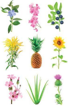 Produktbild Click and Grow Experimental Kit (Samenbomben)