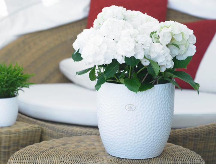 Actual product image Soendgen Boston (16 x 15 cm)