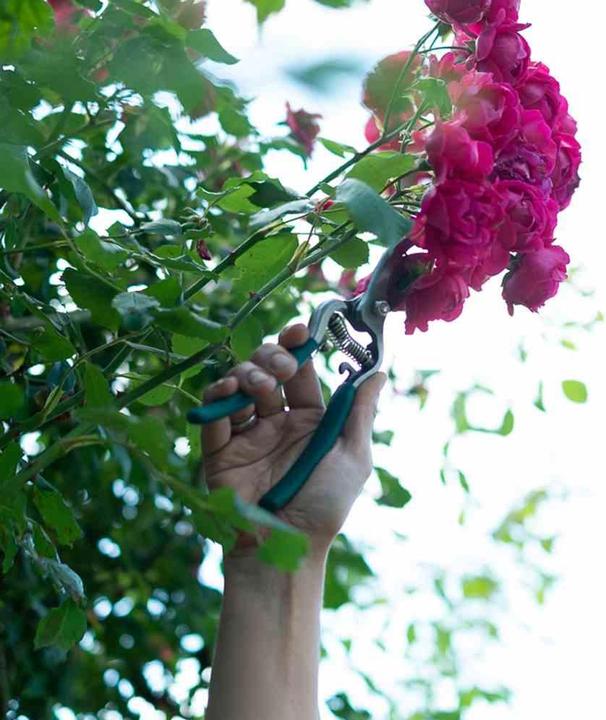 Productafbeelding Siena Garden Tuinscharen