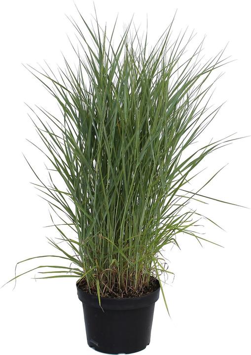 Produktbild Zulauf Rutenhirse / Panicum virgatum Prairie Sky (40 cm)