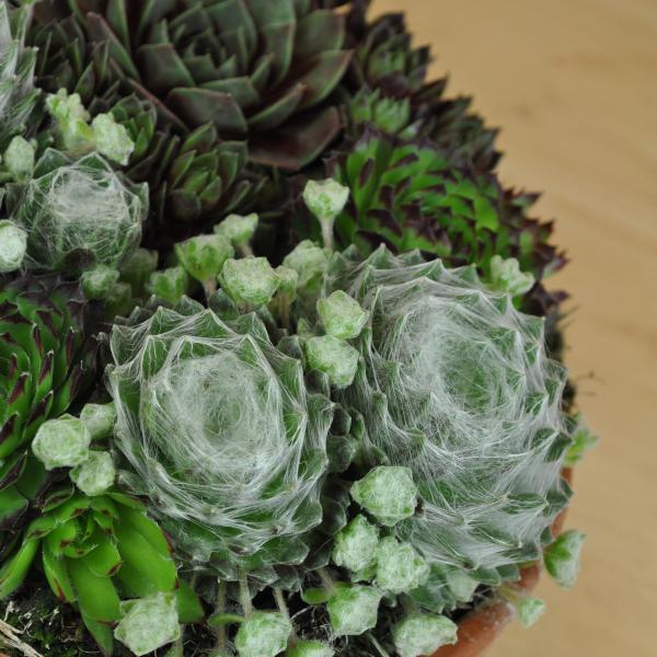 Immagine prodotto Säntispracht Der robuste Hauswurz - Sempervivum (10 cm)