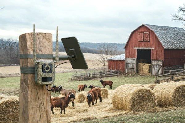 Actual product image Reolink Webcam Camovue Talon S130 4G LTE Trail Camera (8 Mpx)