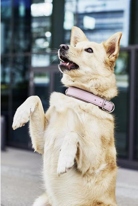 Image du produit Laboni Collier Nappa Amici L (L, Chien, Général)