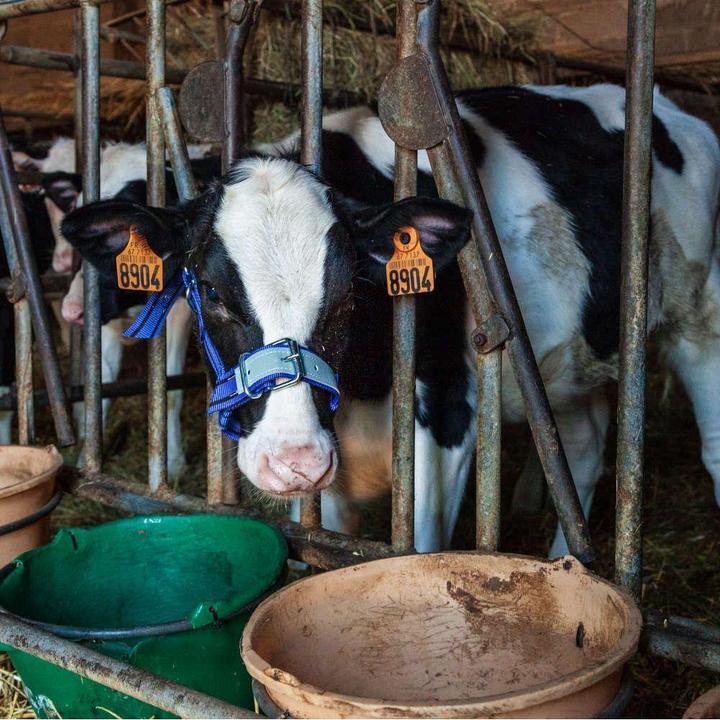 Immagine prodotto Kamer Cavezza per vitelli