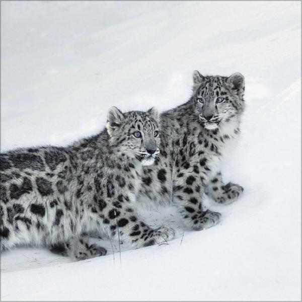 Produktbild Big Cats 2026