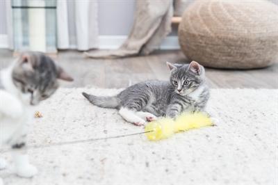 Produktbild Trixie Speelhengel Met Ratelbal En Veer Kunststof Assorti (Spielangel Katze)
