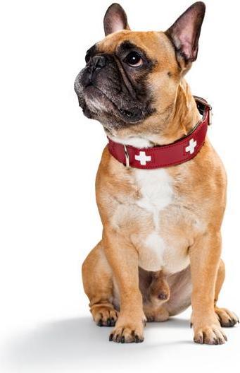 Actual product image Hunter Swiss (Dog, General)