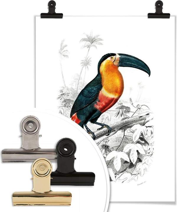 Image du produit Trenddeko Toucan (40 x 50 cm)