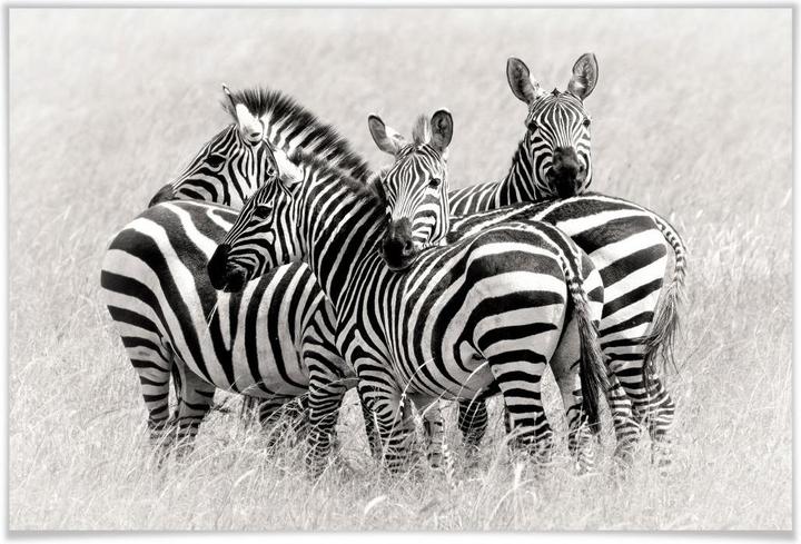 Image du produit Trenddeko Trubitsyn - Zèbres dans la savane (45 x 30 cm)