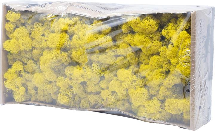 Actual product image Flowerbox Iceland moss