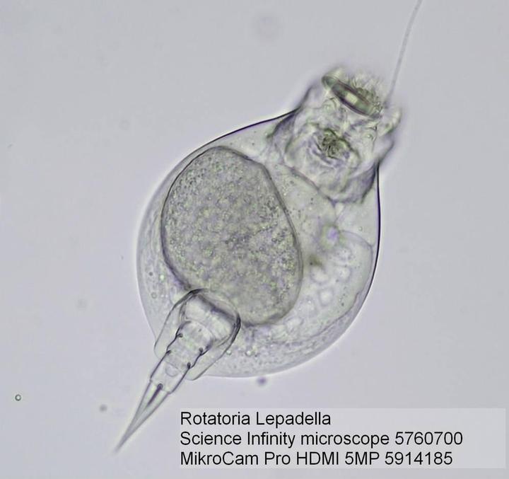 Produktbild Bresser Optik Science Durchlichtmikroskop Trinokular 1000 x Durchlicht