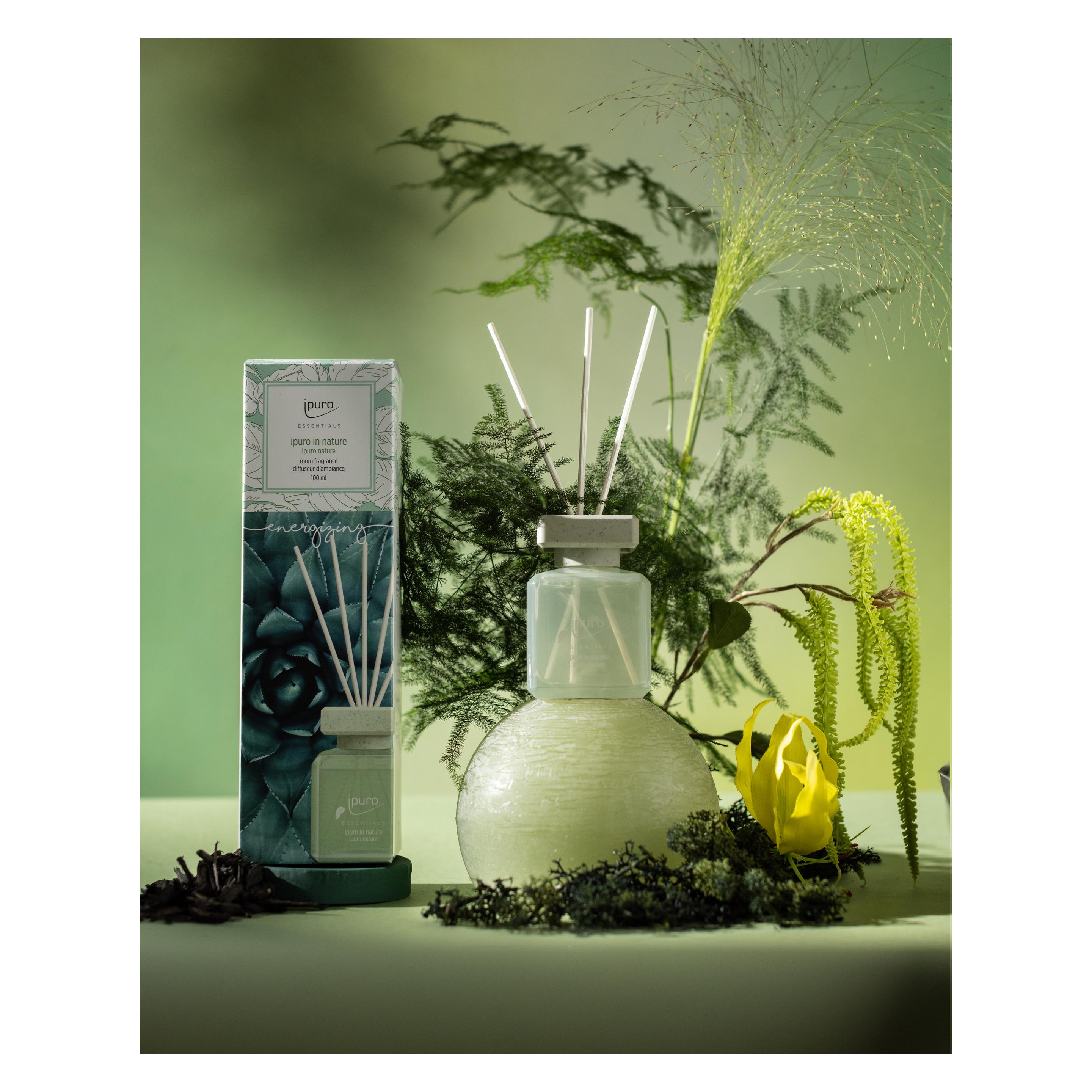 plante madagascar Madagascar Lace Plant main image 1