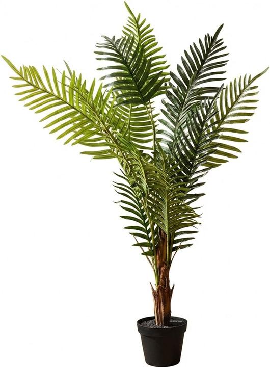 Palma del Madagascar (120 cm)